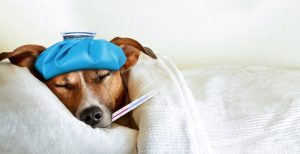 Benefits of At Home Veterinary Services