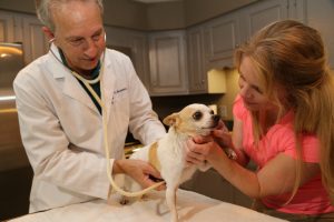 mobile vet examining a small chihuahua dog