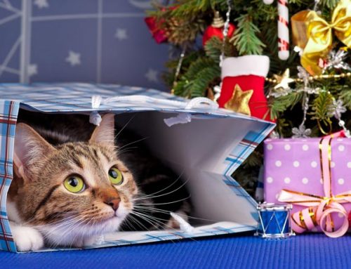 Holiday Pet Safety Tips