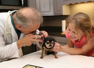 vet pet care of an Apple Head Chihuahua