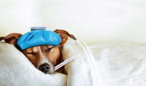 Sick dog needing Mobile Vet Services